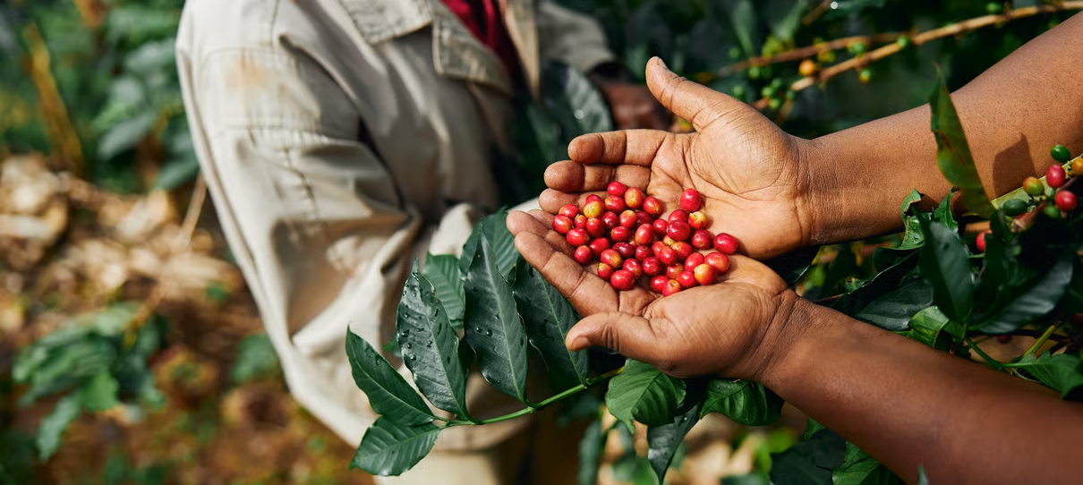 NL - Coffeeberriessustainability