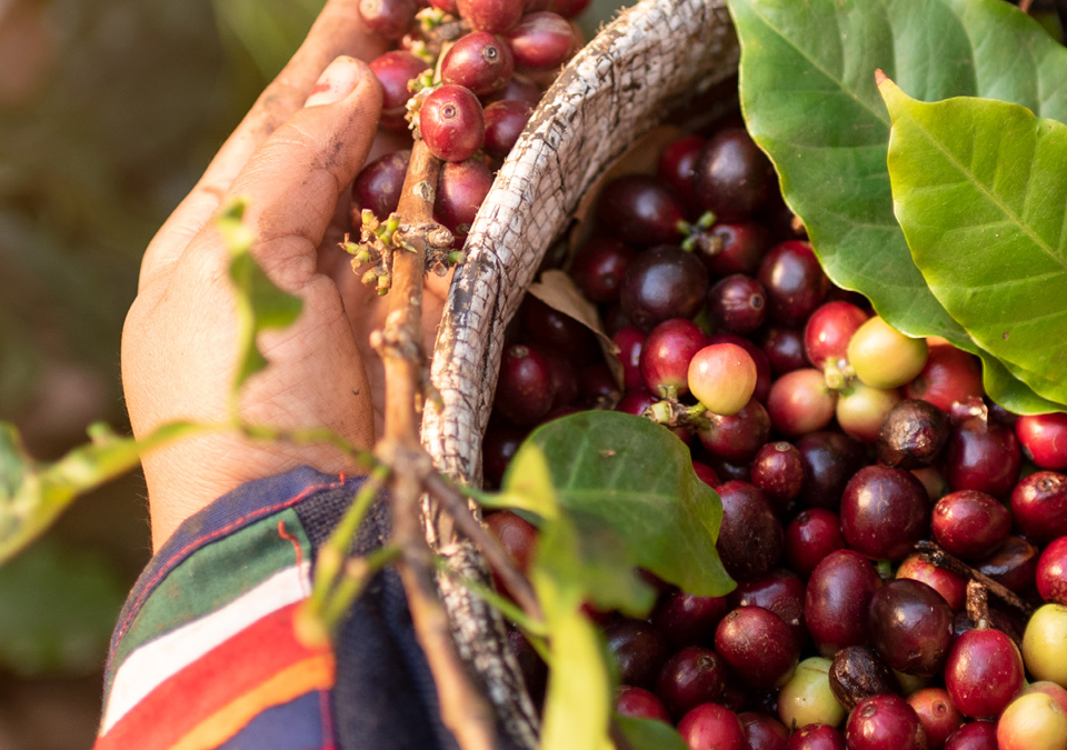 Geplukte koffiebessen in een mandje